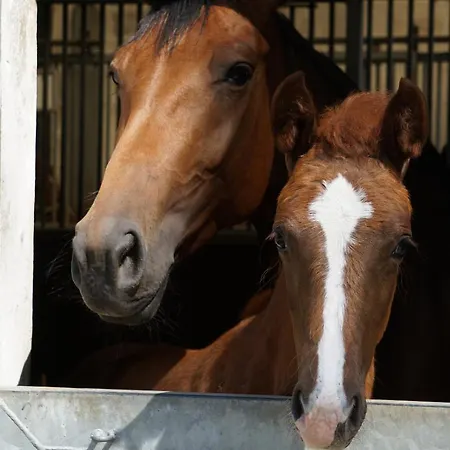 アパート Beekenhof Bommelsen